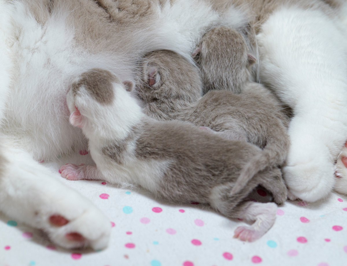 Jan Krčál tweet media