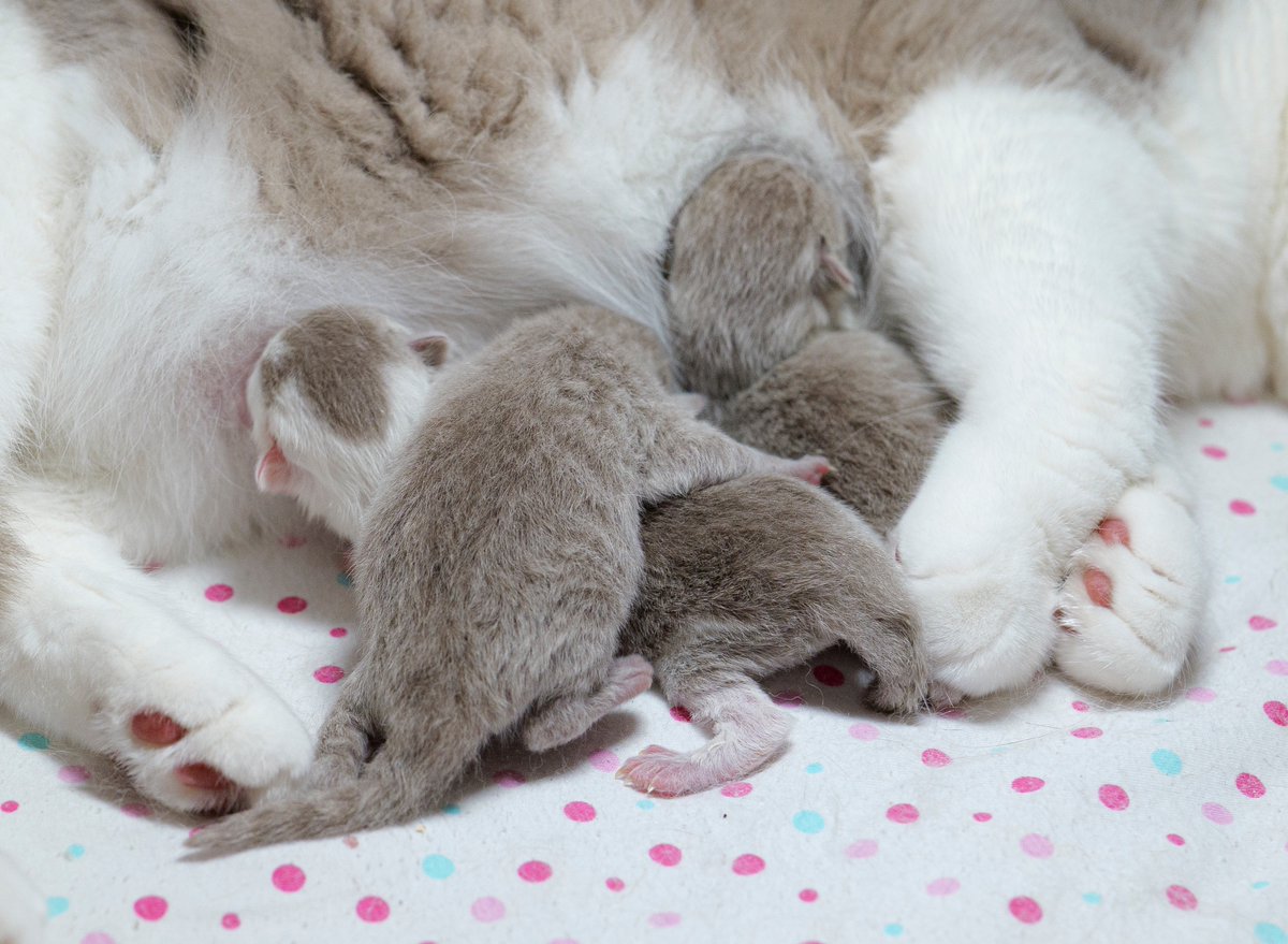 Jan Krčál tweet media