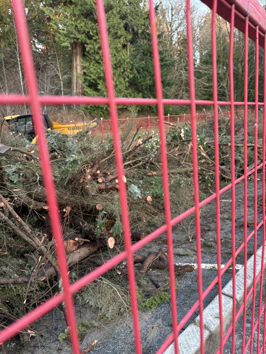 Forest Emergency 🌲 Save Stanley Park tweet media