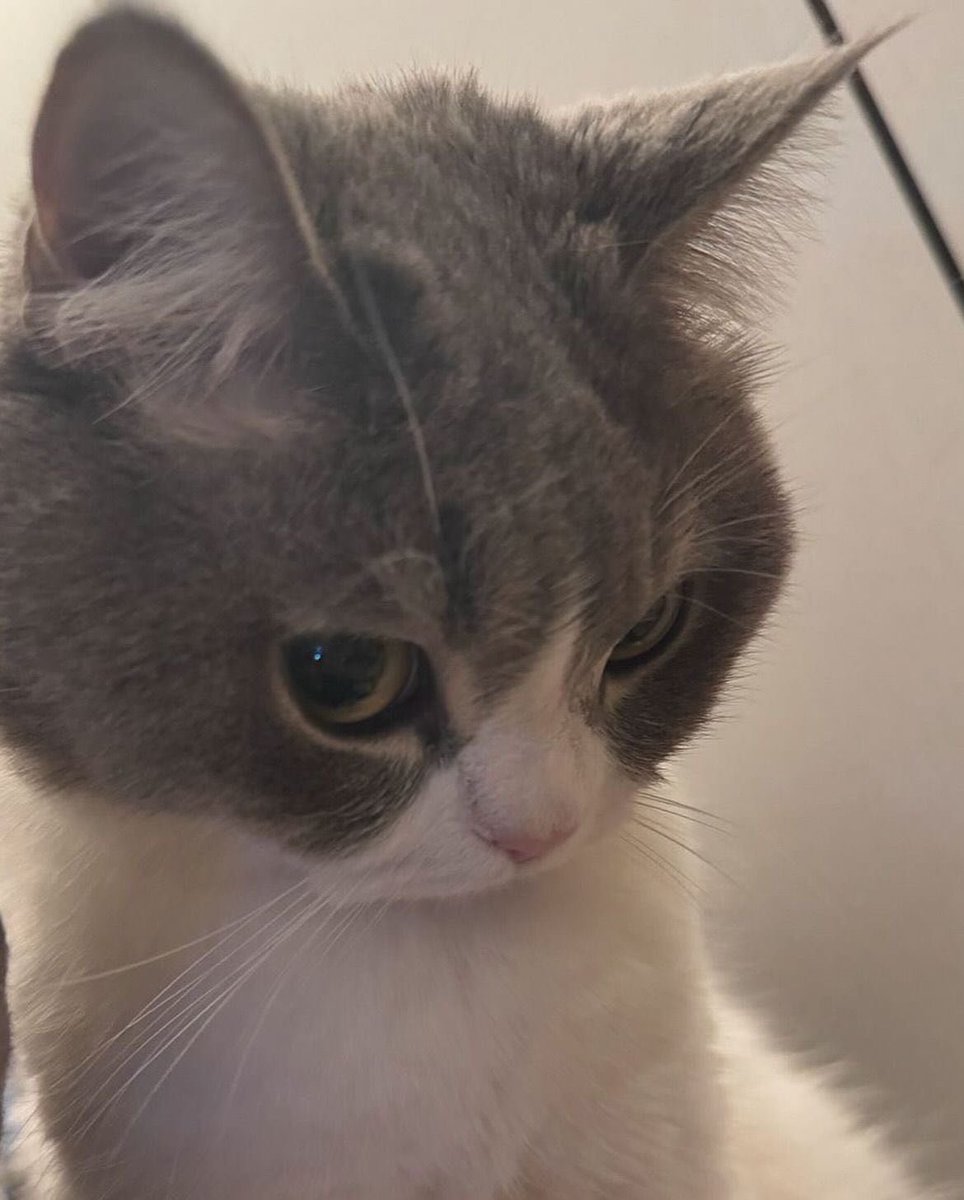 貓貓蟲~ tweet media