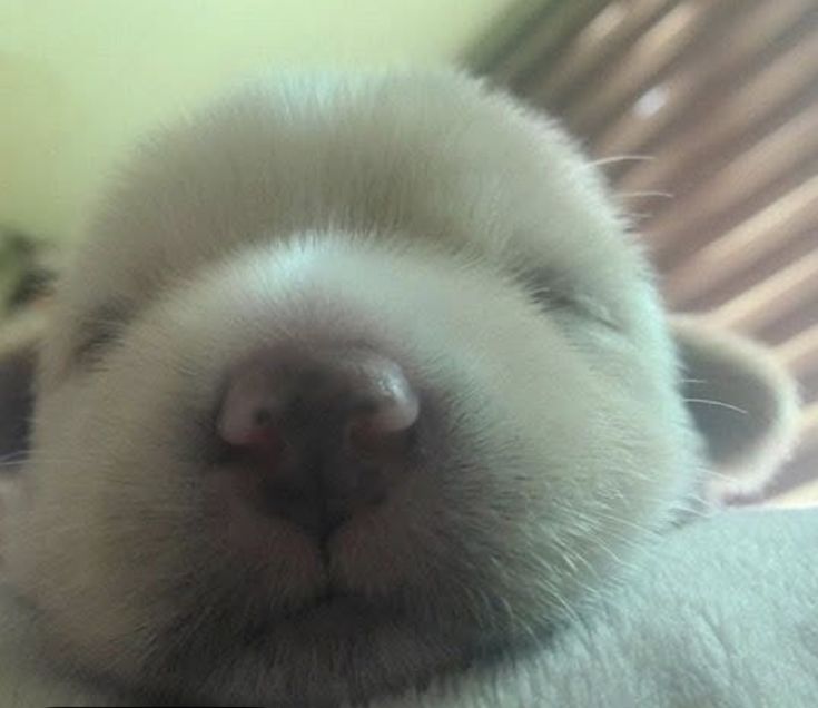 Slow🐢)마데콩🌸 tweet media