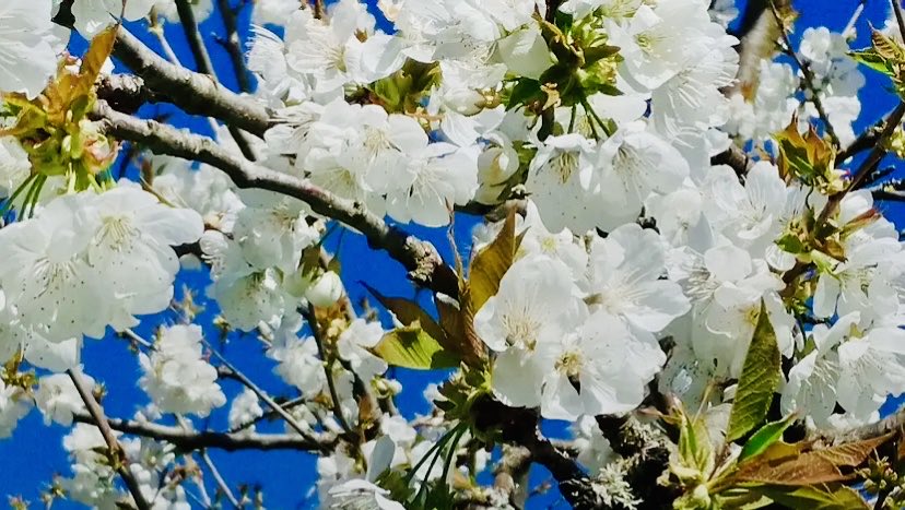 Kate Austen tweet media