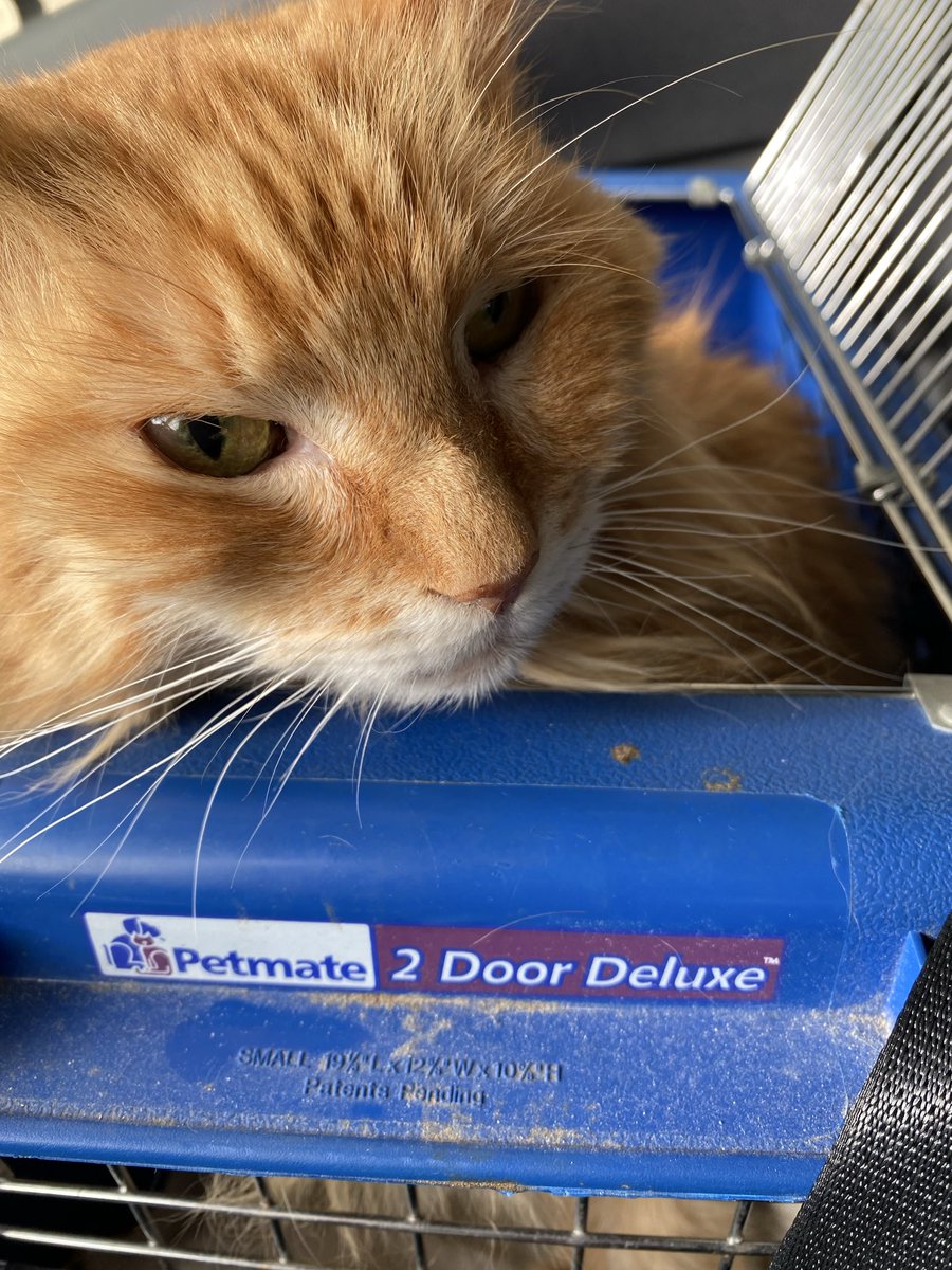 爪楊枝 tweet media