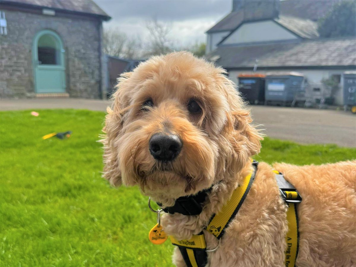 DogsTrust Bridgend tweet media