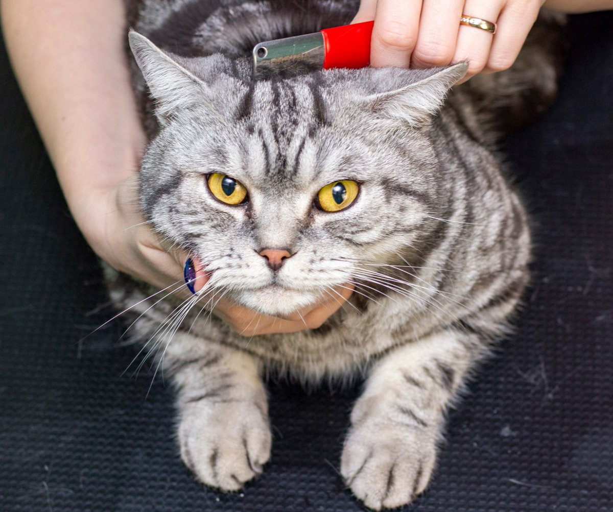 catclinicch's tweet photo. Shedding season is here! 🐱

Regular brushing helps reduce hairballs and keeps your cat’s coat healthy and comfortable.

Plus, most cats enjoy the extra attention.

#CatGrooming #SpringCare https://t.co/9DlQn2tA4K