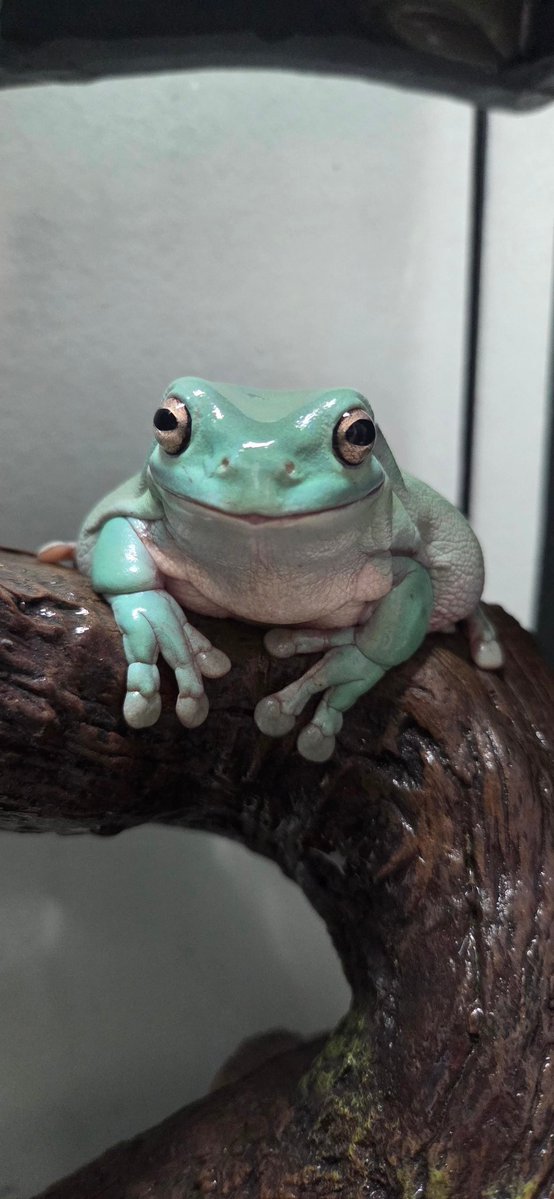 Rust 🐸🏳️‍⚧️ tweet media