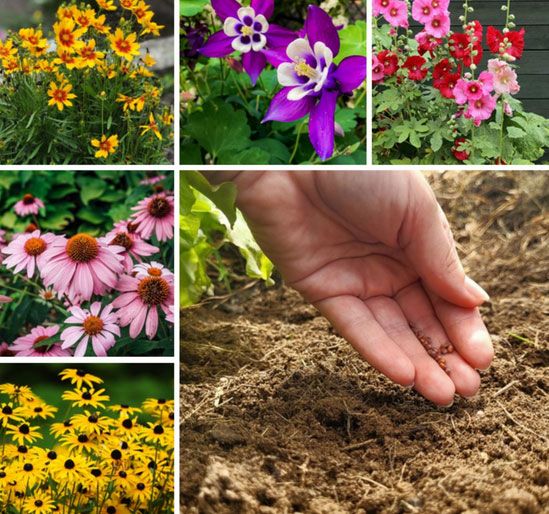 BloomingSecrets tweet media