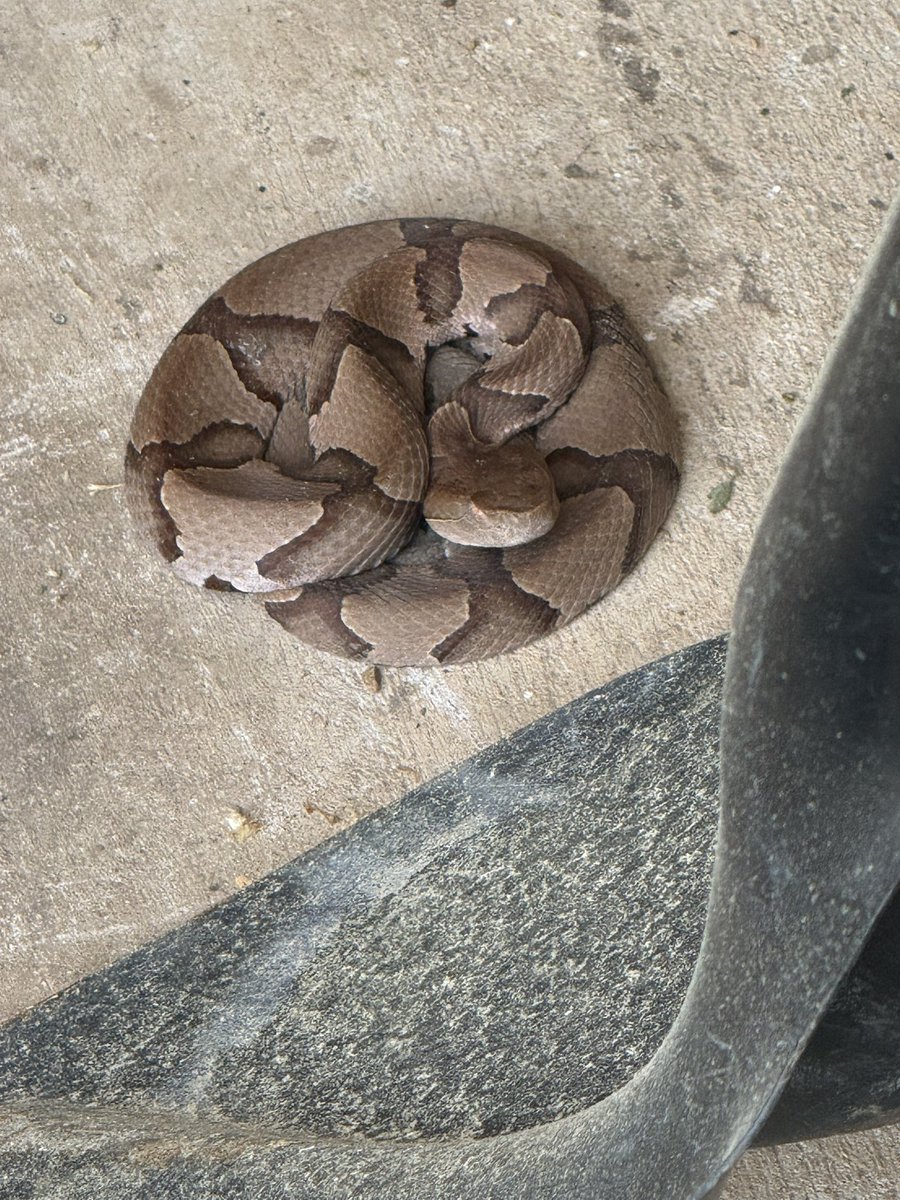 Patriarchy Hannah tweet media