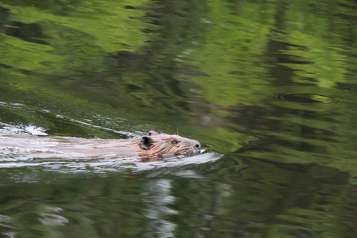 Parcs Ontario tweet media