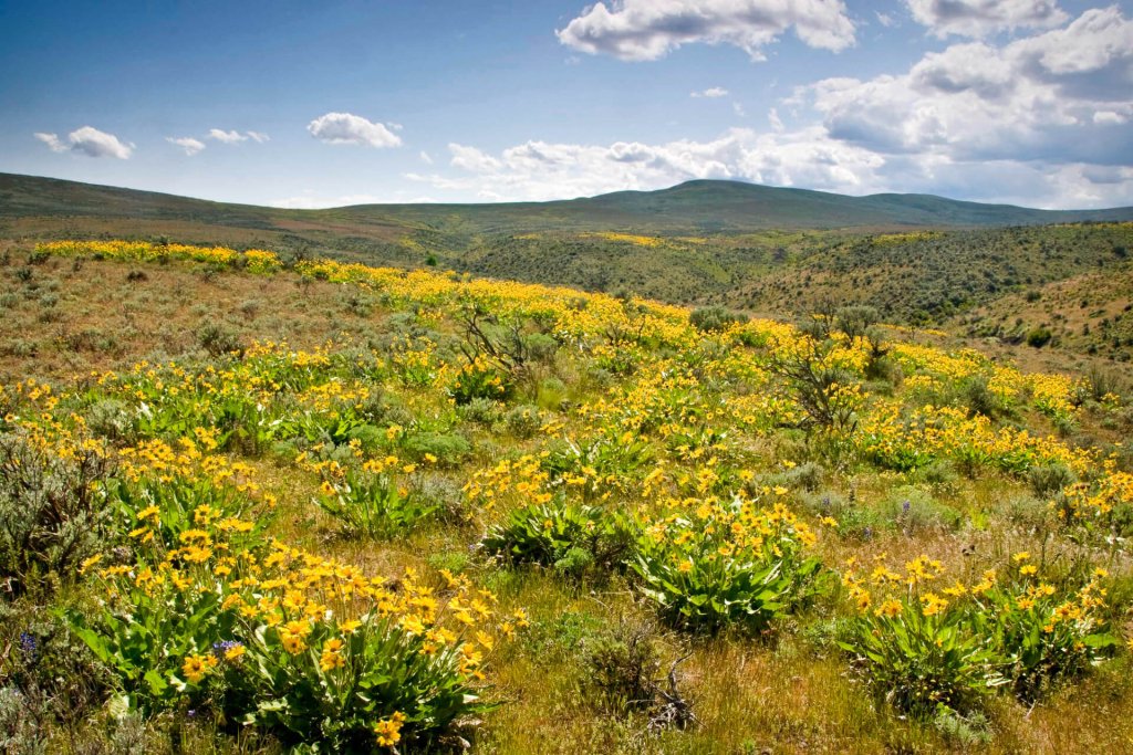 State of Washington Tourism tweet media