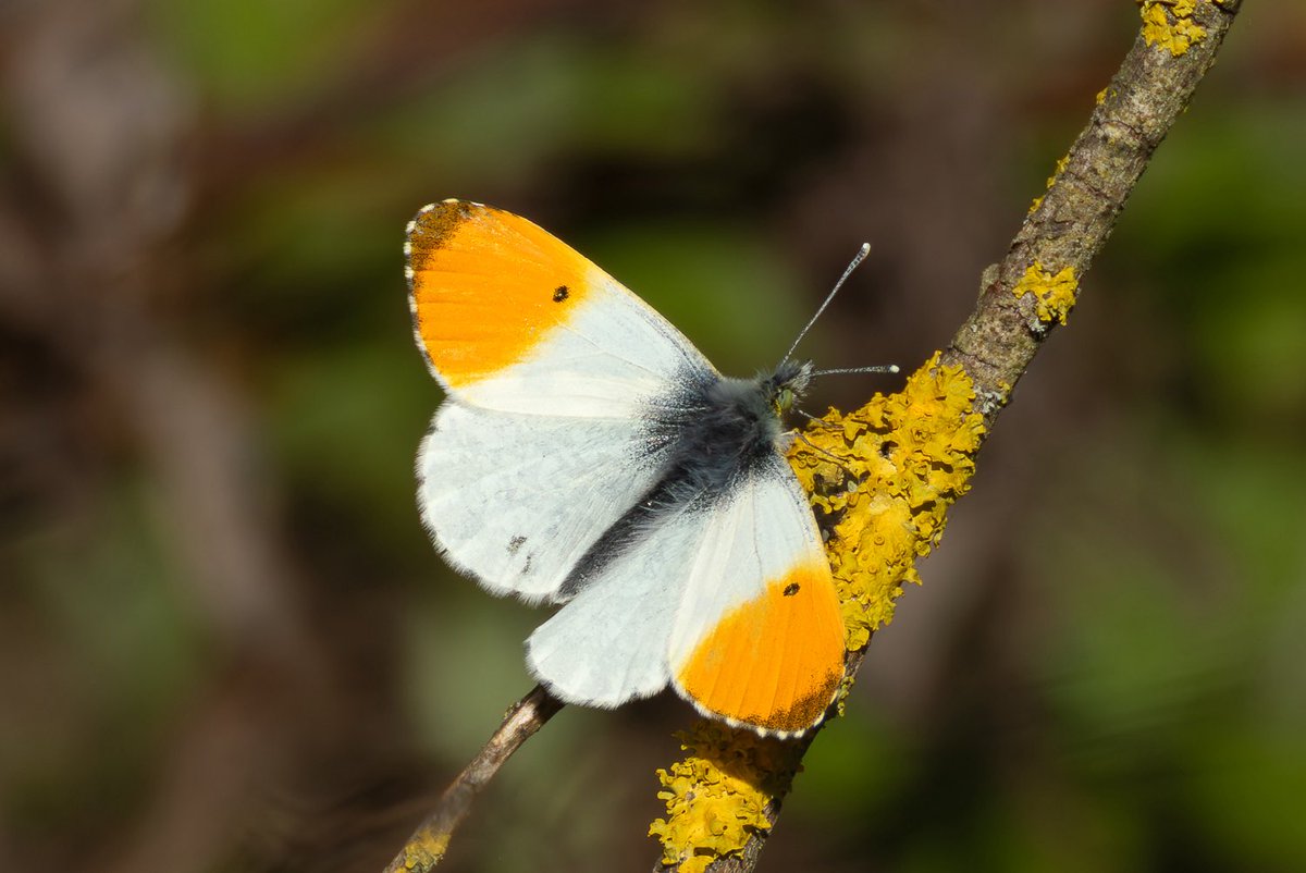keithwarmie's tweet photo. Orange-tip with matching lichen!  Plenty of butterflies on the wing today @RSPBMiddleton. https://t.co/JOC93GWnBy