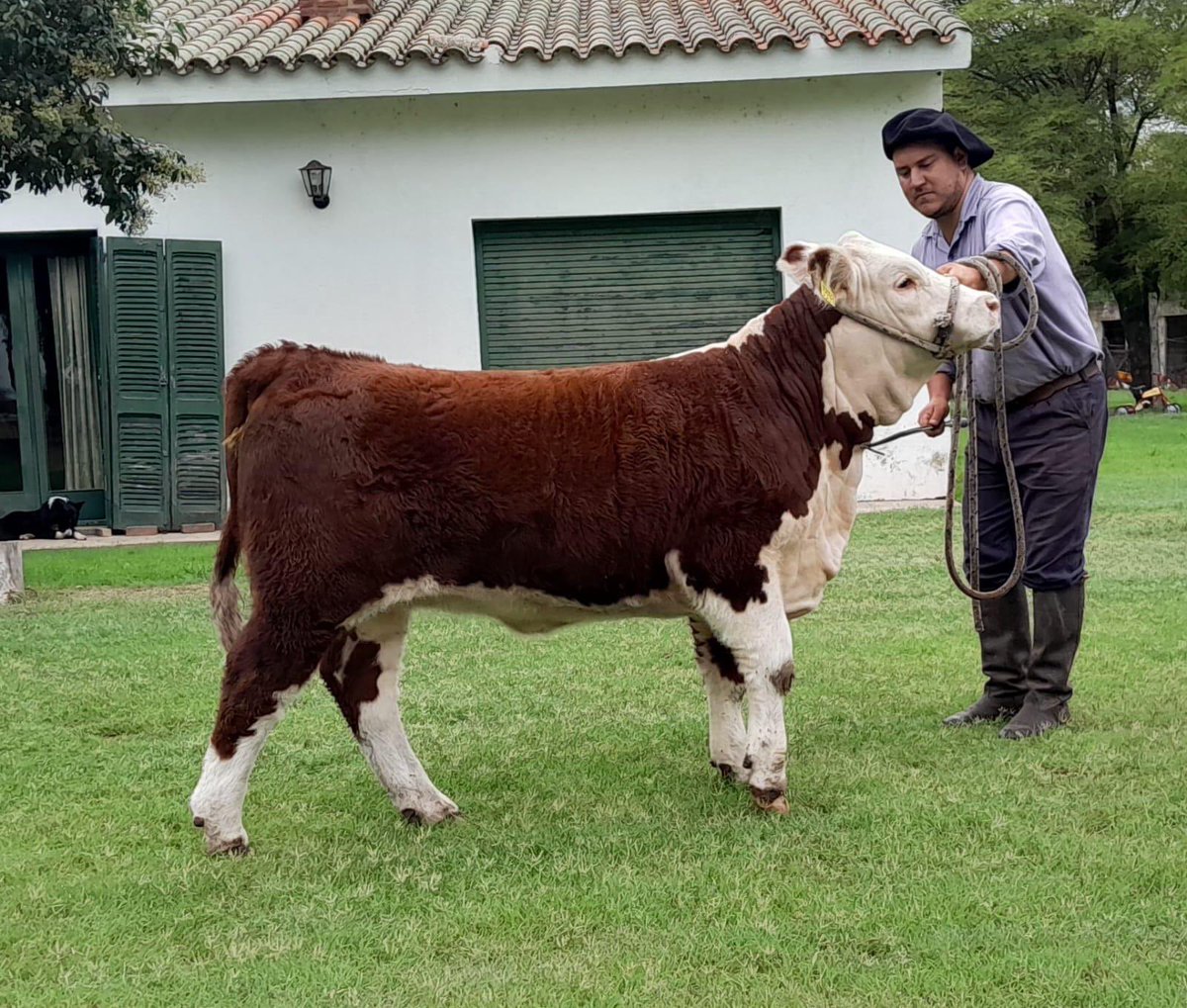 El Baqueano tweet media