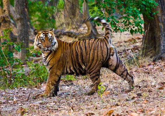 Tigers4Ever2010's tweet image. Today you can make a real difference for wild #Tigers just by making Tigers4Ever your favourite eBay #Charity ebay.co.uk/egw/ebay-for-c… #TigerTuesday