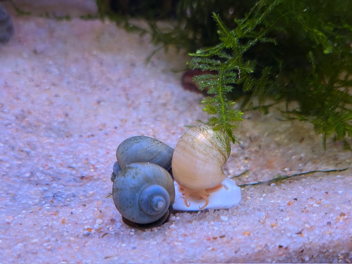 MiichiruKoi's tweet photo. I just wanted to share some baby snails going nom noms on their calcium shell. 💙 https://t.co/OYdTfiTKFt