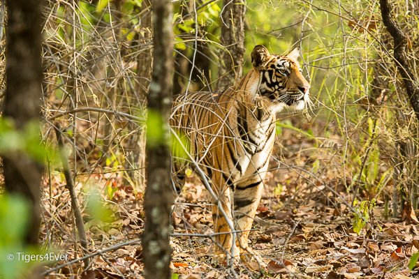 Tigers4Ever2010's tweet image. Today you can make a real difference for wild #Tigers just by making Tigers4Ever your favourite eBay #Charity ebay.co.uk/egw/ebay-for-c… #TigerTuesday #TuesdayMotivation