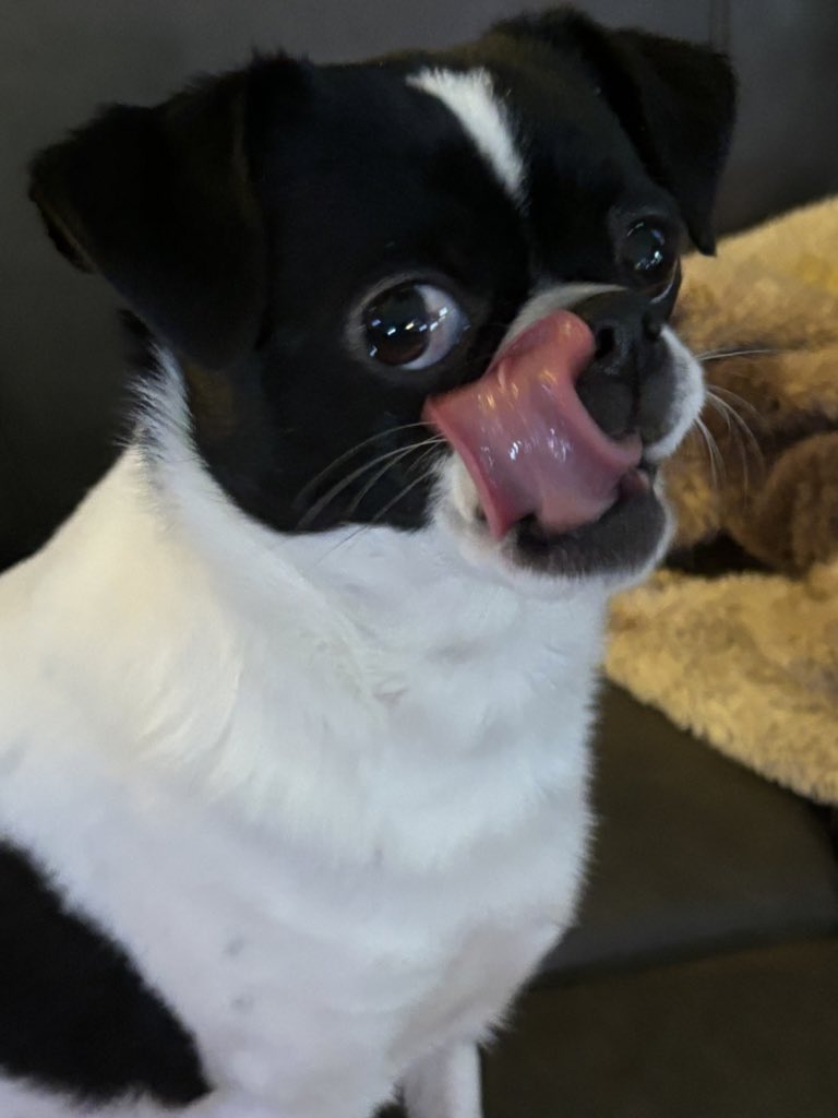 Hellbeastly's tweet image. Happy #tongueoutTuesday from Sprout 😝!!! #dogsoftwitter