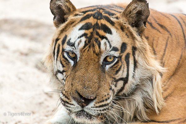 Tigers4Ever2010's tweet image. Today you can make a real difference for wild #Tigers just by making Tigers4Ever your favourite eBay #Charity ebay.co.uk/egw/ebay-for-c… #TigerTuesday #CharityTuesday