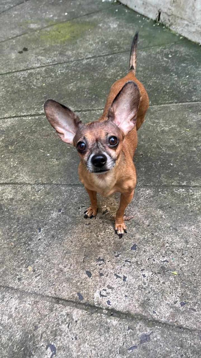 SERVICIO SOCIAL✅️
#SEBUSCA 📣
#EXTRAVIADO ‼️
Hola
Buenos días
Se llama tito se extravío ayer a las 9.30 am. Aproximadamente. En pasaje la.bomba, col Santa Carlota, San Jacinto San Salvador.
Gracias son muy amable se los.vou agradecer
Contacto 75535481