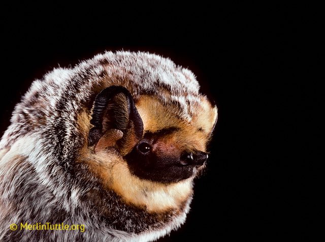 다이애나 tweet media