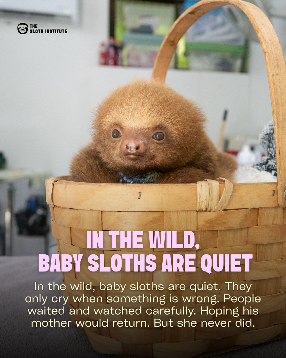 The Sloth Institute tweet media