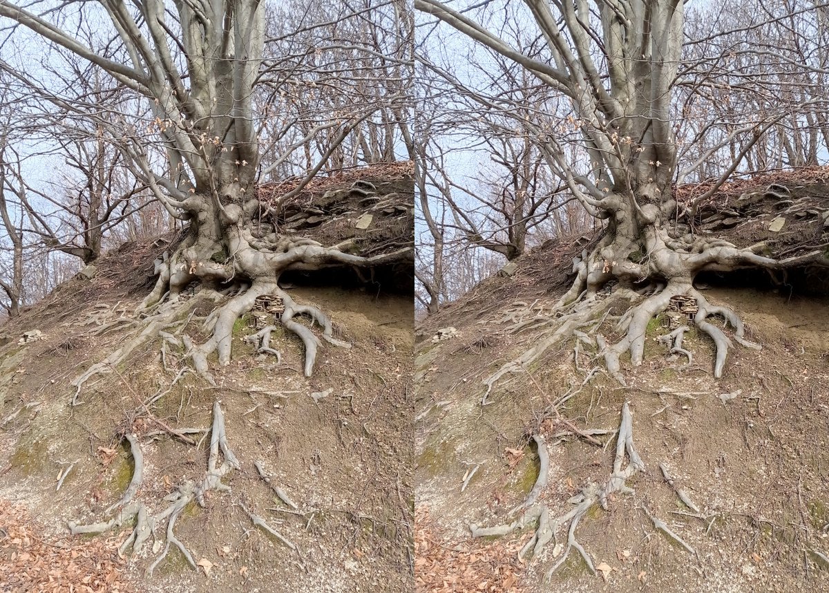 luca_bergamasco's tweet photo. Lovecraftian vibes. #ThickTrunkTuesday #tree #TreeClub #3D #stereoscopic #parallelview | #crossview https://t.co/kcx1IEq2N5