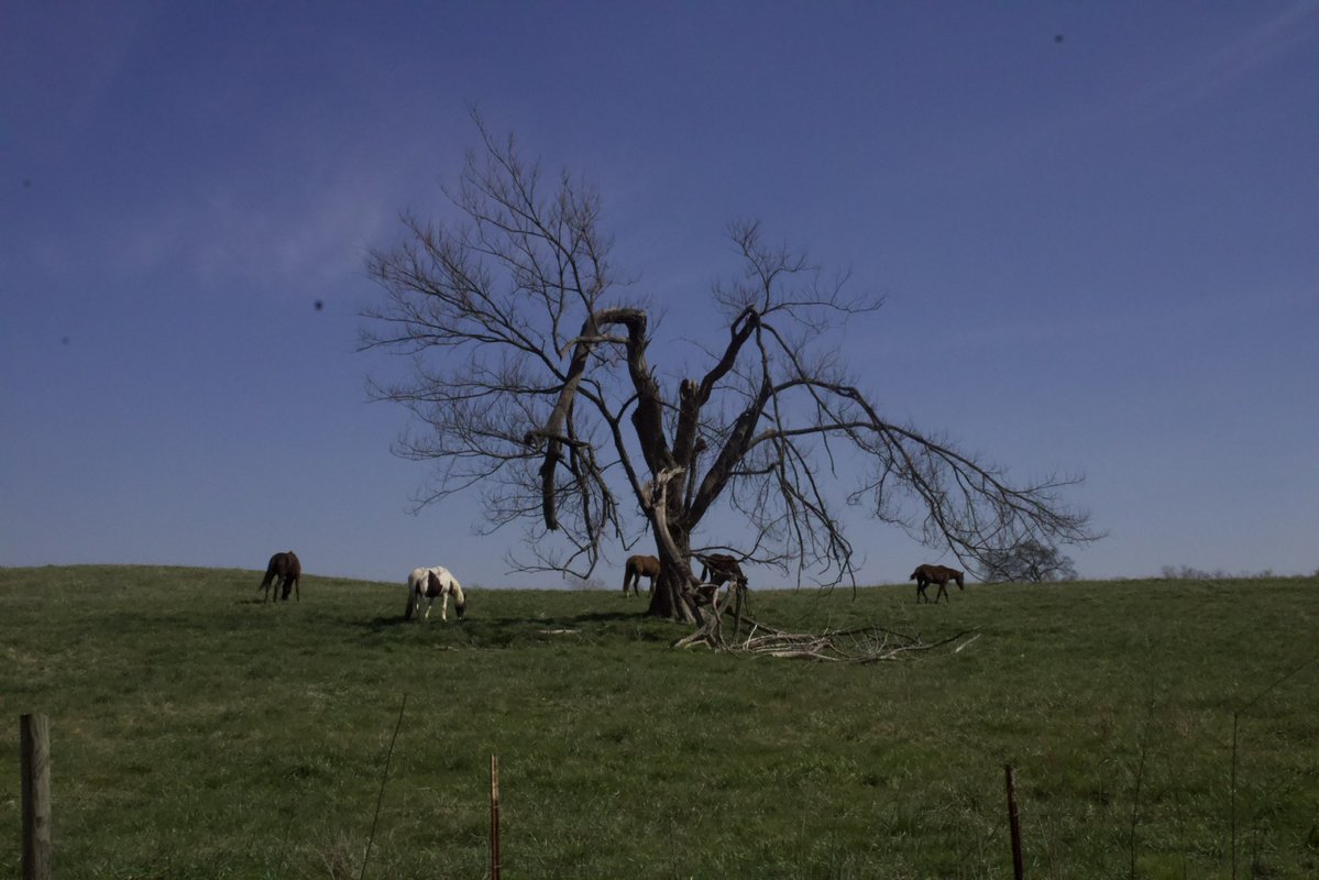 dreamland tweet media