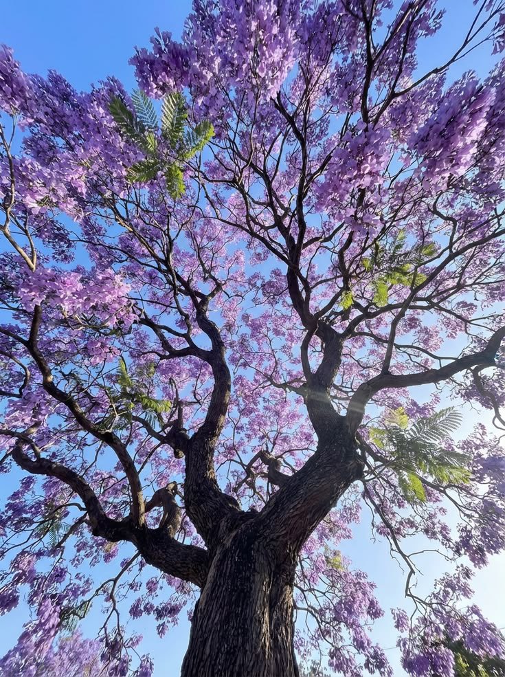 𝑒𝑙𝑦𝑟𝑎 tweet media