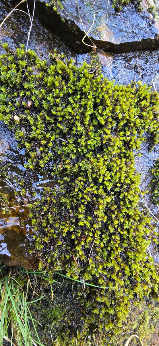 Jamiewa50042387's tweet photo. Racomitrium aquaticum (Narrow-leaved Fringe-moss) a moss of vertical rock faces that are periodically flushed by water ,here on North facing Crags on Yr Eifl in north Wales a couple of weeks ago @BBSbryology https://t.co/4IZ8b9DX94