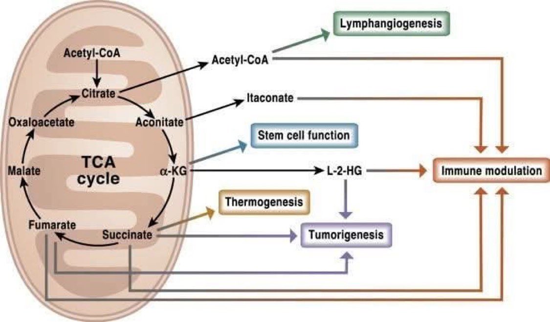 LE COLLECTIF 🅻🅴 🅲🅾🅻🅻🅴🅲🆃🅸🅵 🇫🇷 tweet media