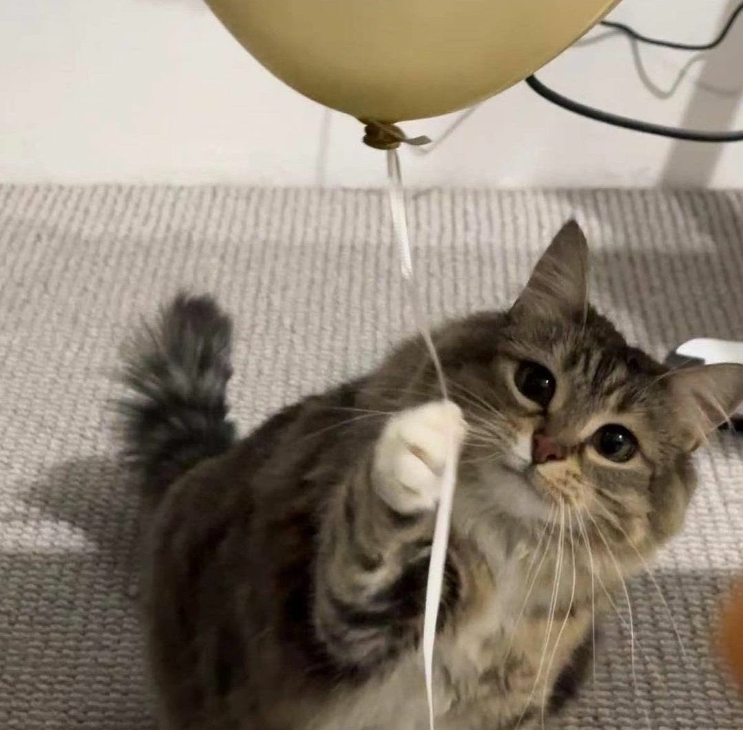 karen page as cats tweet media