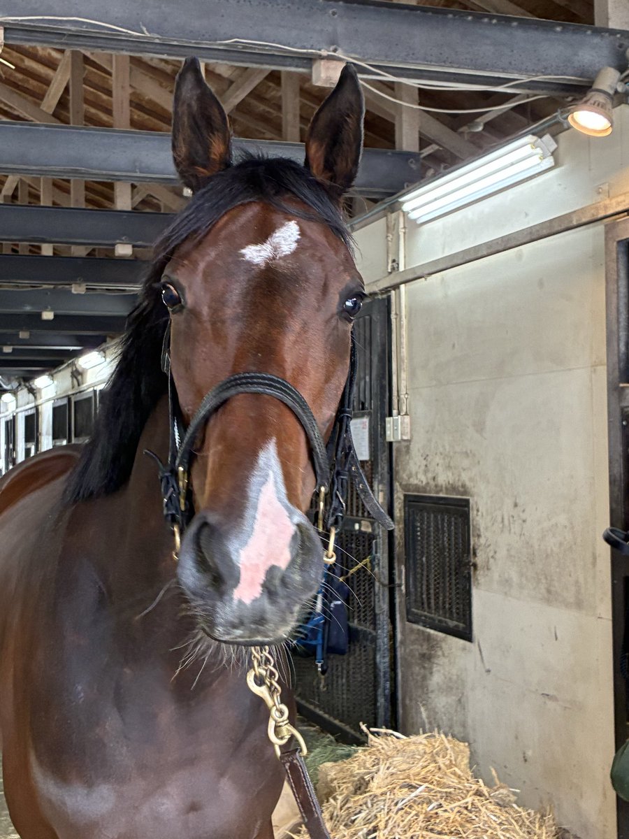 おやおやー tweet media