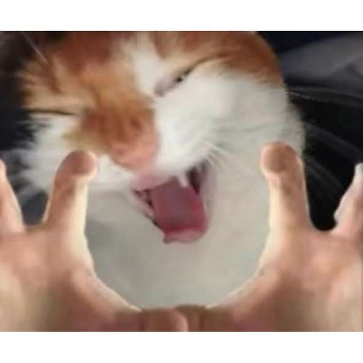 schizophrenic frank heffley tweet media