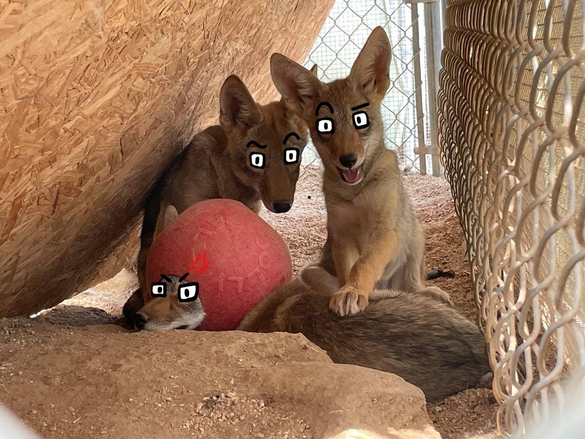 Texican yote tweet media