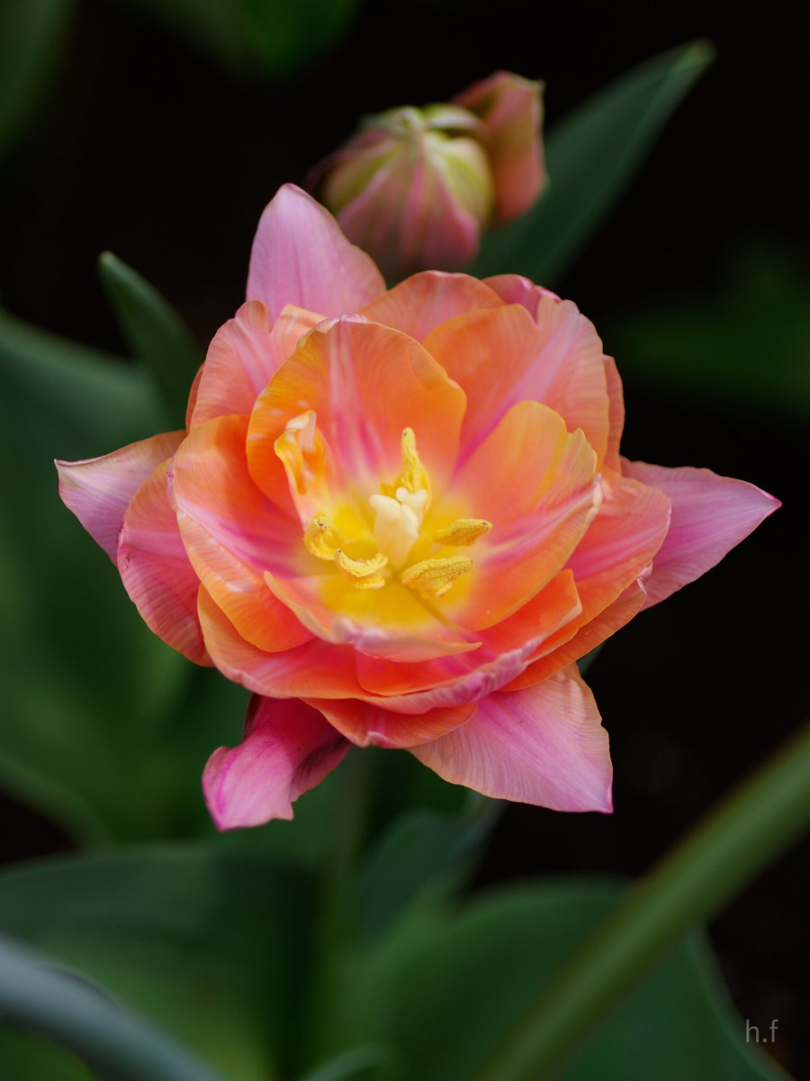 Hiroshi Furukawa (@junglelandland) on Twitter photo 