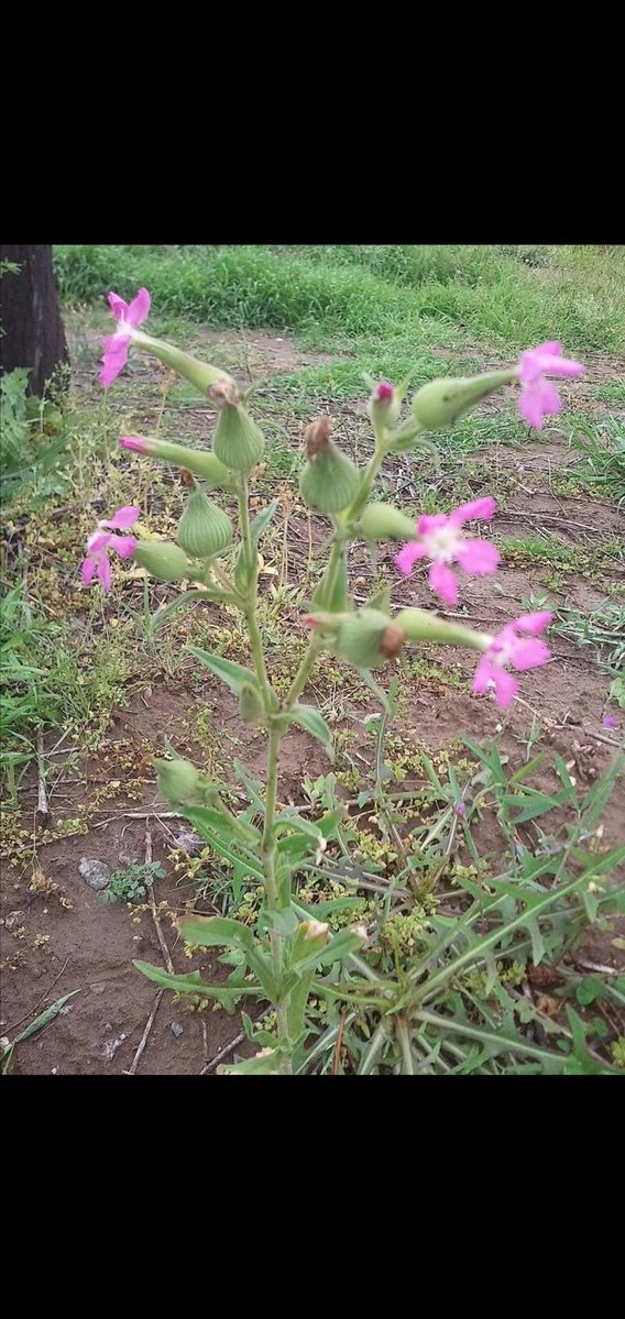 Îshaq Baravî tweet media