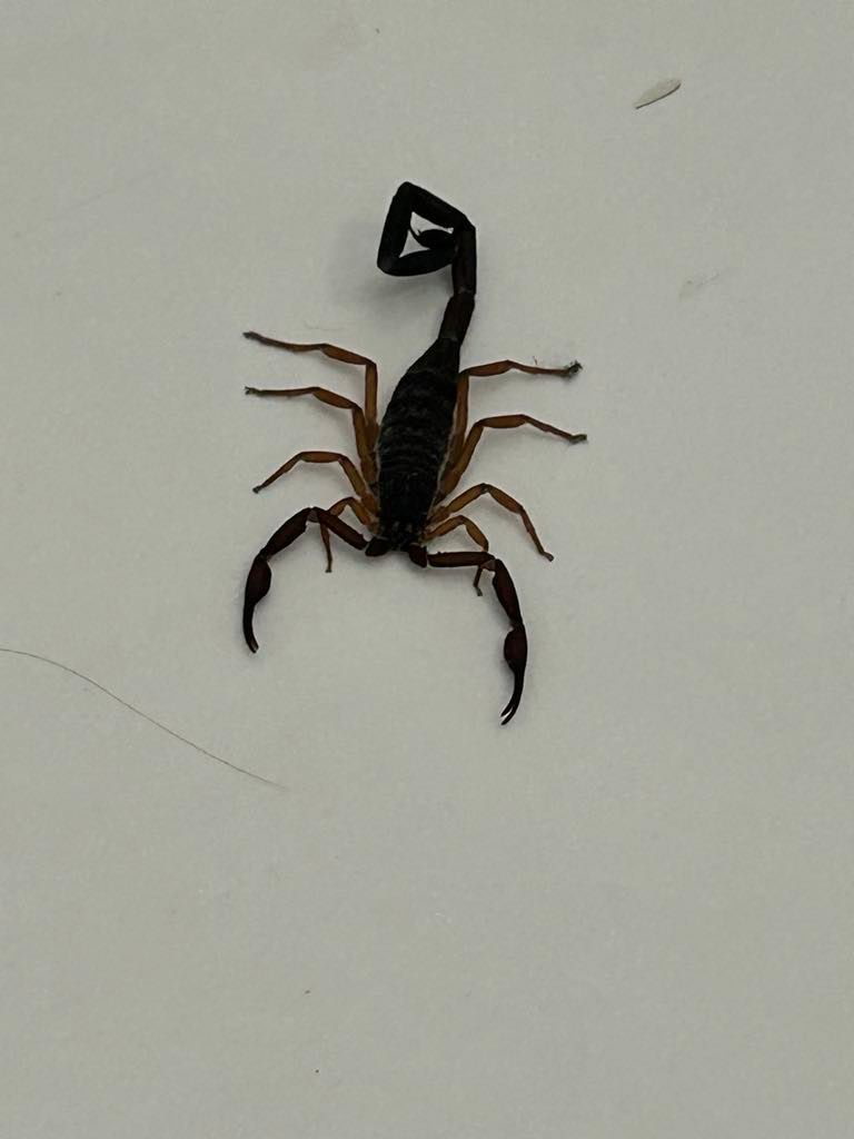 Degen Dom tweet media