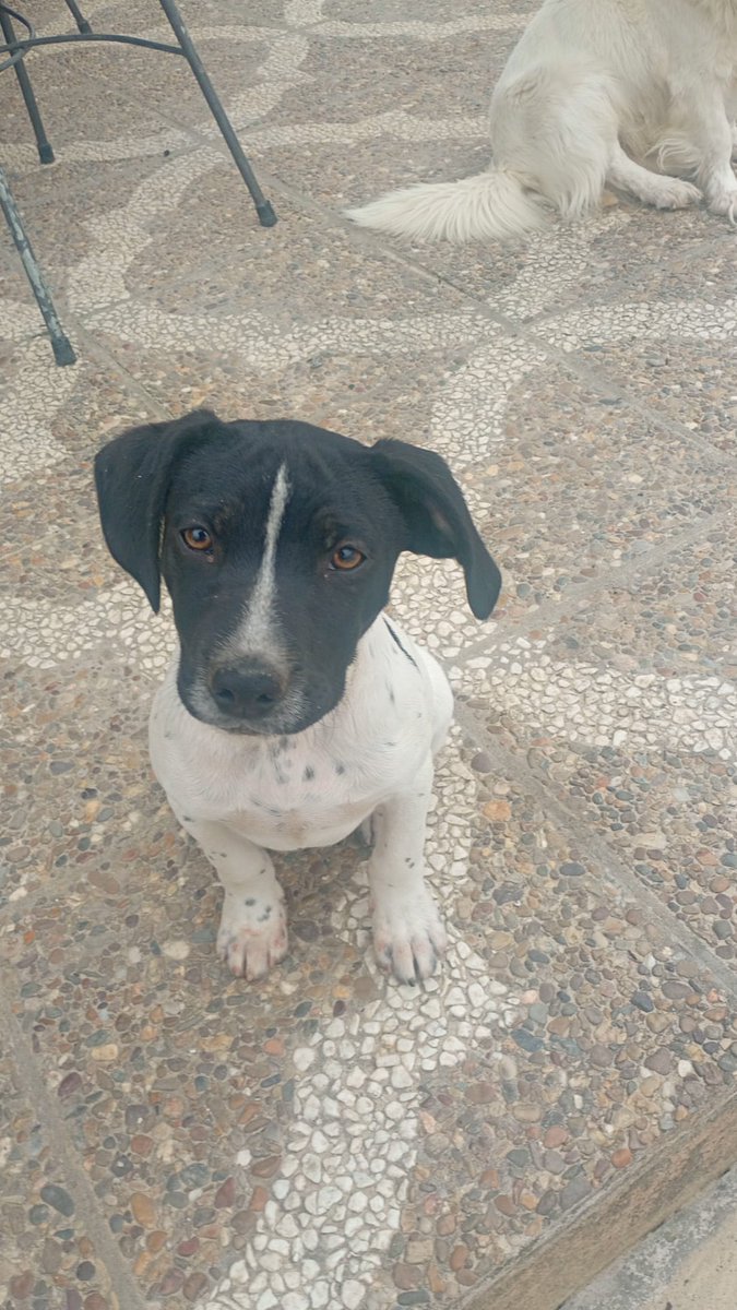 silvia mensegar tweet media