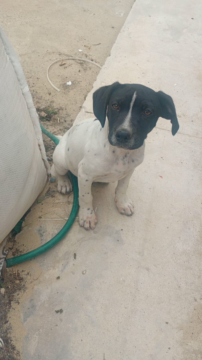 silvia mensegar tweet media