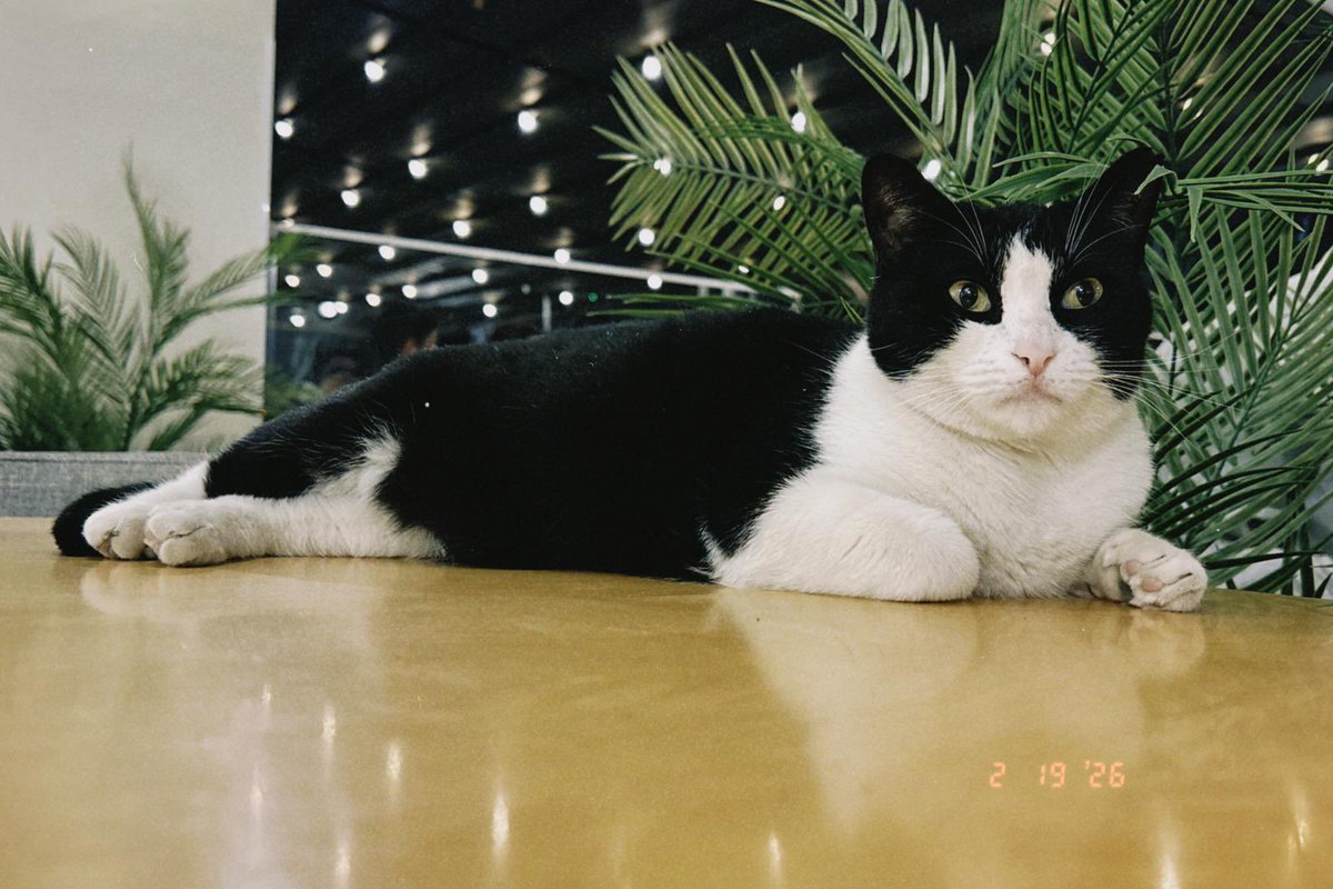 ༺☆༻sezuk*ੈ✩‧♀ tweet media