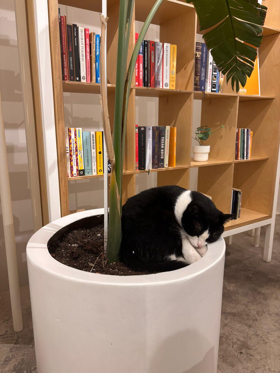 ༺☆༻sezuk*ੈ✩‧♀ tweet media