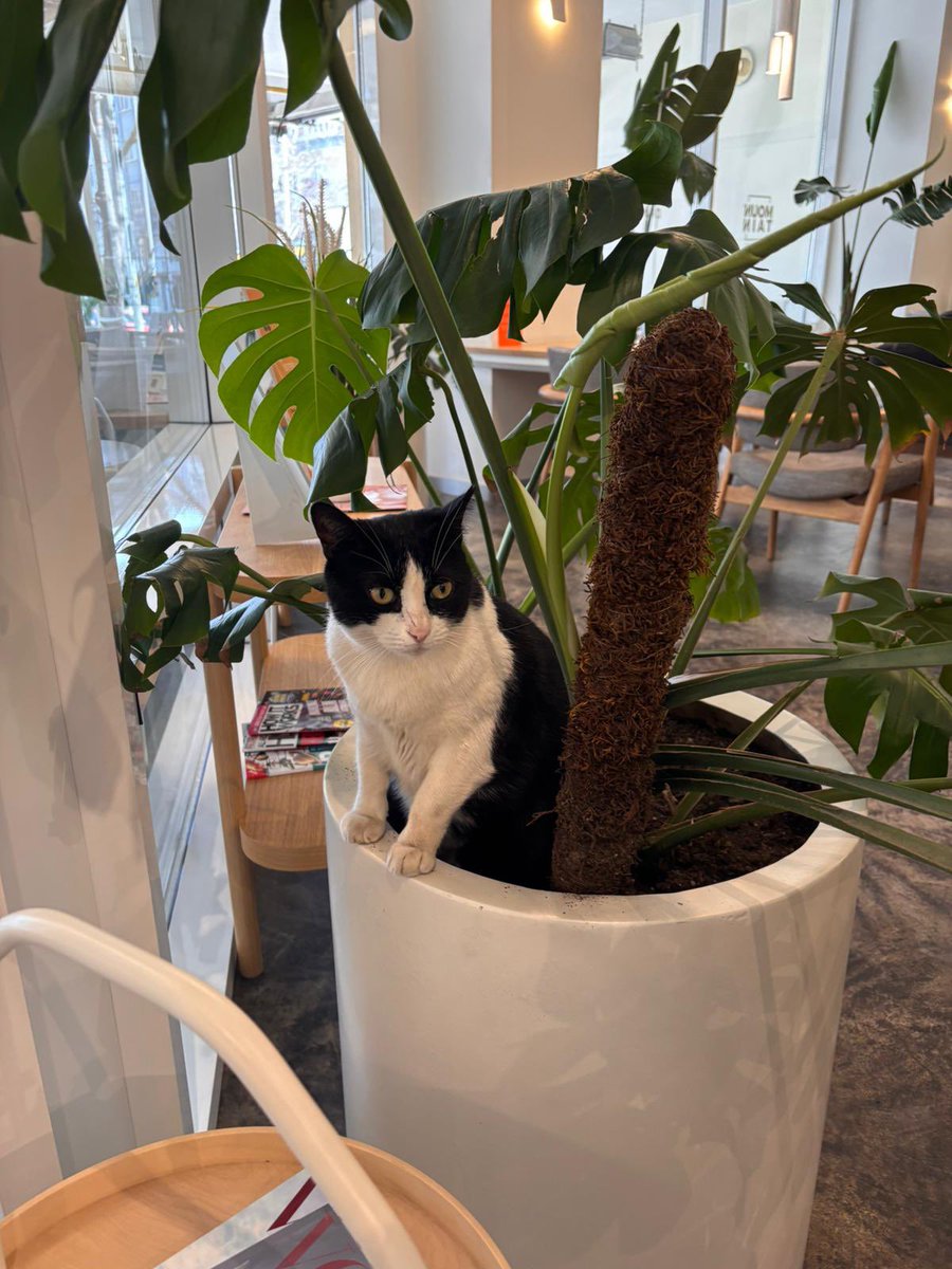 ༺☆༻sezuk*ੈ✩‧♀ tweet media