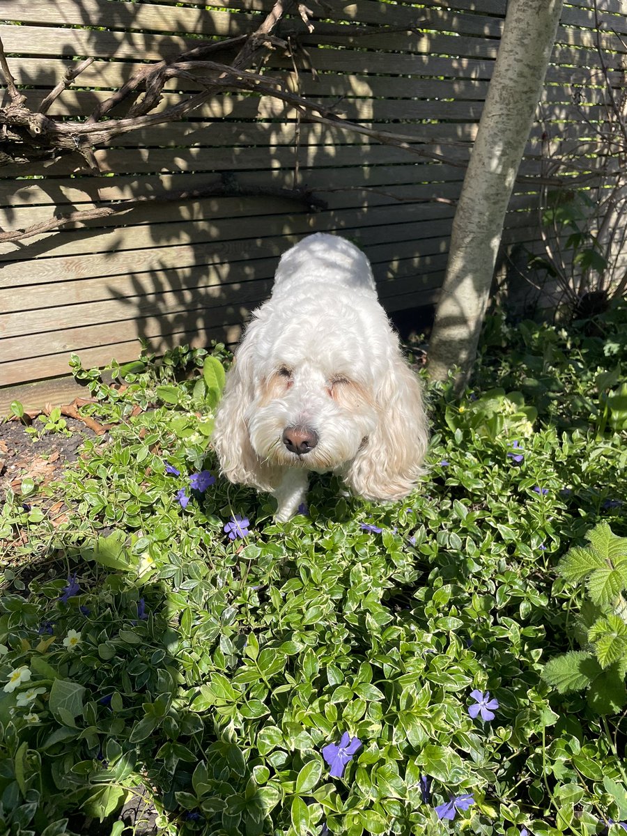 Daisy Dog tweet media