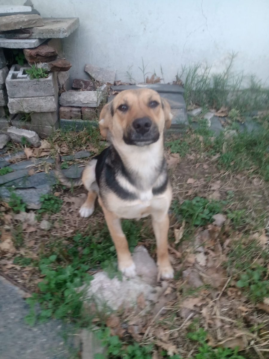 CataWladi tweet media