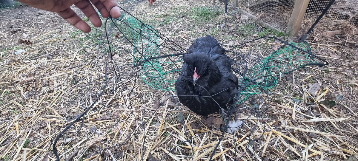 Fan de Marlène tweet media