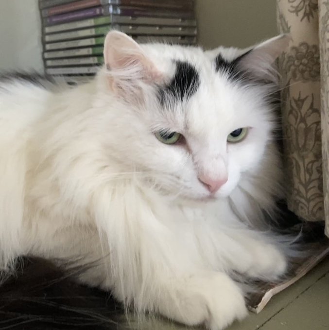 DorotheaCatMiddVT🐈 tweet media