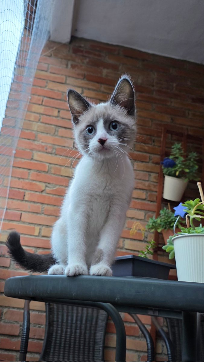 Alber Stelar 🪐 tweet media