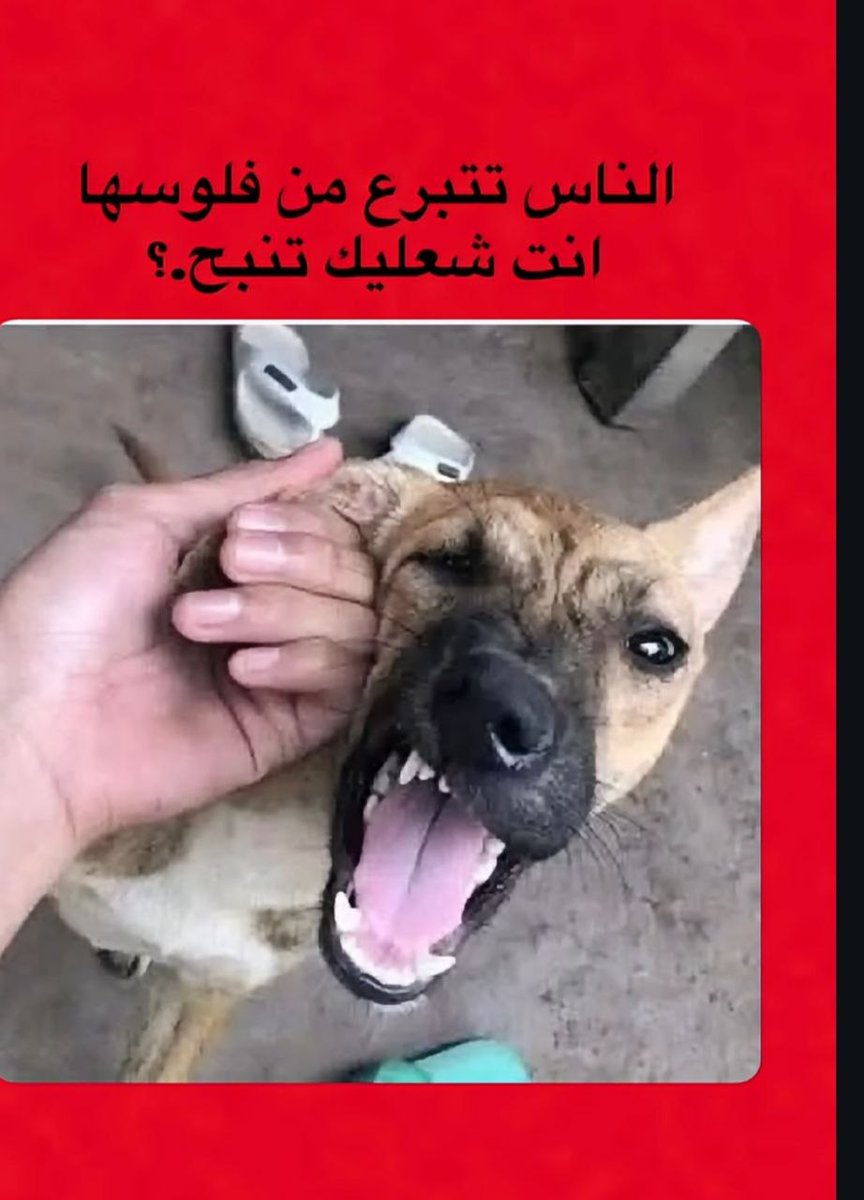 iq_44 tweet picture