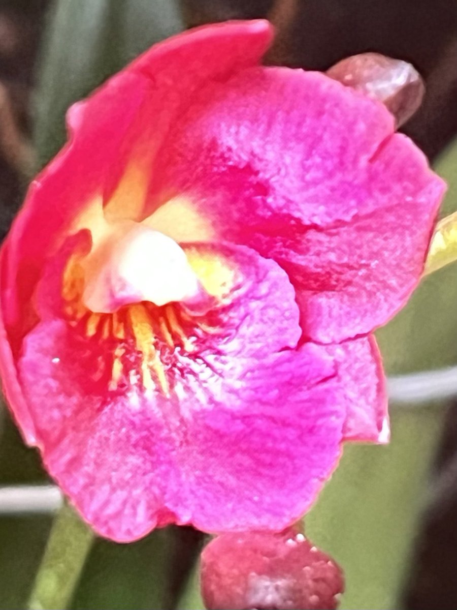 Cattleytonia 'Why Not', híbrido producto del cruce entre Cattleya aurantiaca y Broughtonia sanguinea. Tegucigalpa, Honduras 🇭🇳