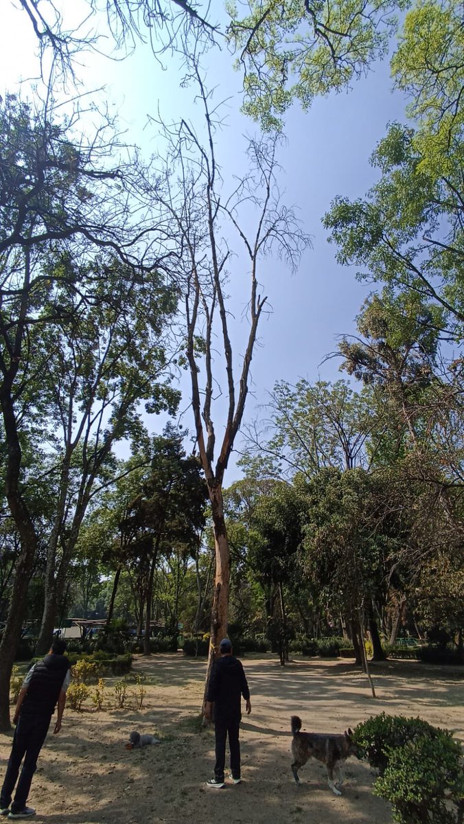 Alcaldía de Benito Juárez tweet media