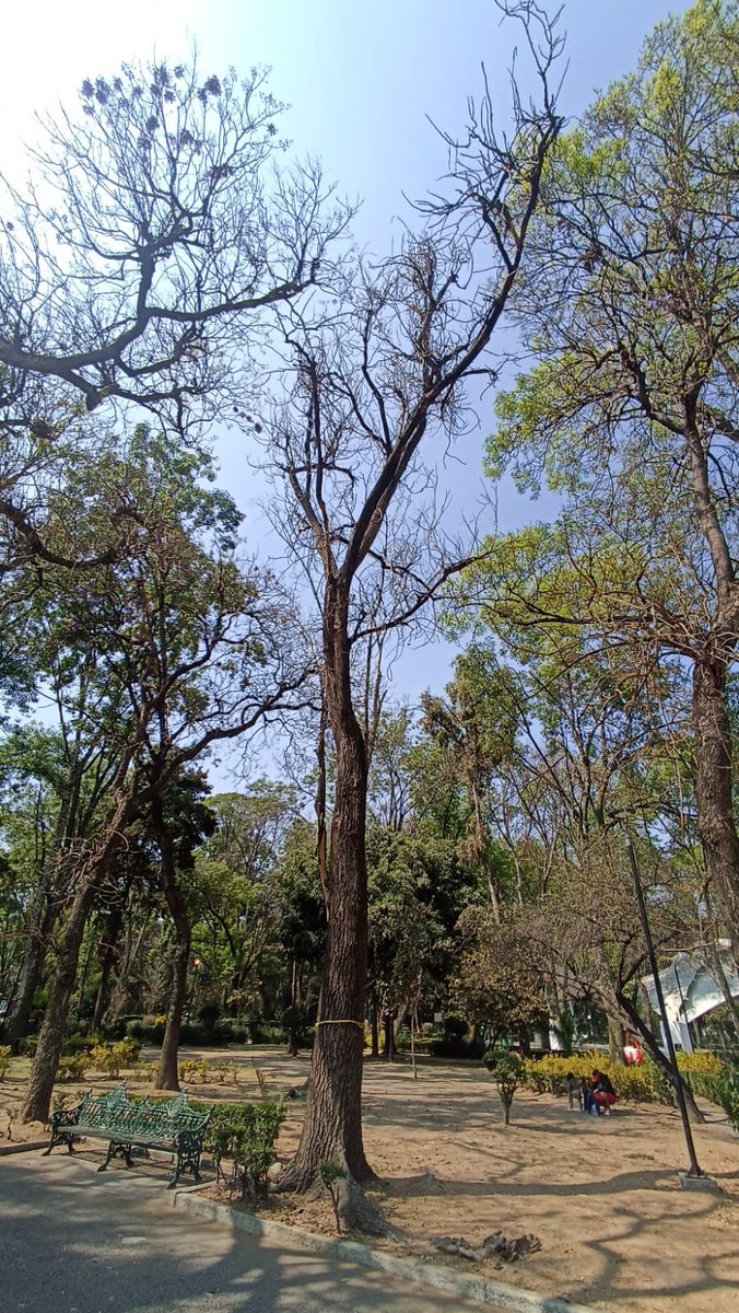 Alcaldía de Benito Juárez tweet media